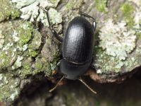 Pedinus femoralis