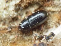 Orthocis perrisi