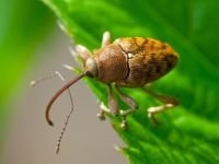 Curculio (Curculio) glandium