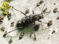 Xylotrechus rusticus
