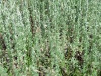 Artemisia austriaca