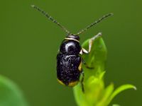 Cryptocephalus (Cryptocephalus) moraei