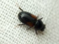 Nialus varians