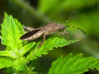 Camptopus lateralis