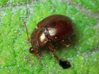 Chrysolina (Chrysolina) staphylaea