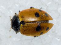 Hippodamia variegata