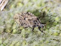 Tingis (Tropidocheila) ragusana