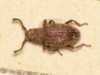 Rhopalocerus rondanii