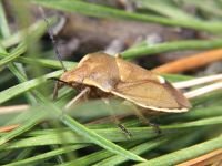 Chlorochroa pinicola