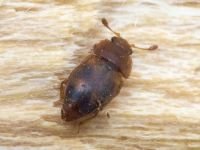 Epuraea