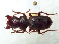 Odotoncarus asiaticus
