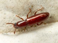 Corticeus (Corticeus) unicolor