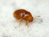 Mycetaea subterranea