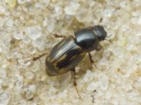Aphodius