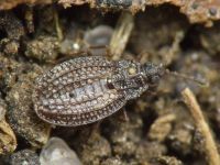 Campylosteira verna