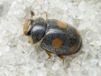 Platynaspis luteorubra