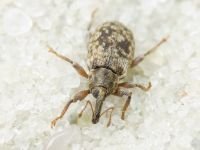 Dorytomus rubrirostris