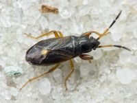 Megalonotus antennatus