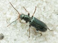 Orsodacne humeralis