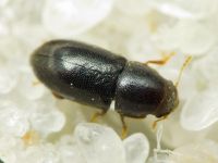 Orthocis perrisi