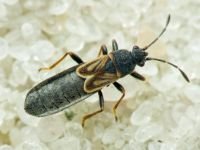 Ischnodemus sabuleti