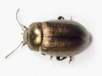 Chrysolina marginata