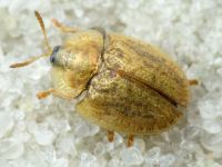 Hypocassida cornea
