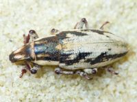 Bothynoderes declivis