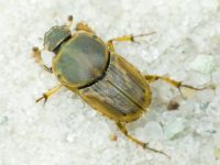 Euoniticellus fulvus
