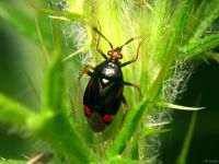 Deraeocoris ruber