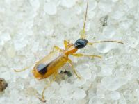 Lebiinae