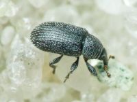Gymnetron melanarium