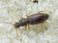 Monotoma brevicollis