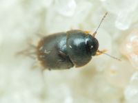 Ptiliidae