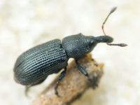 Magdalis (Odontomagdalis) armigera
