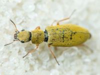 Danacea pallipes