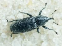 Limnobaris dolorosa