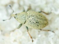 Sibinia (Sibinia) unicolor