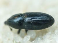Labiaticola melas