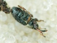 Mecinus plantaginis
