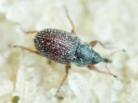 Mecinus plantaginis