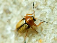 Cryptocephalus