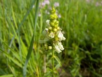 Stachys recta