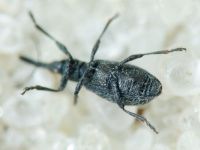 Stenopterapion (Stenopterapion) tenue