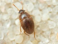 Leiodidae