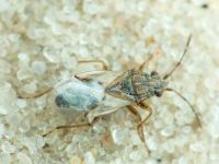 Nysius senecionis