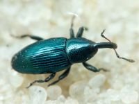 Aulacobaris lepidii