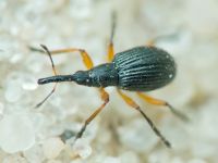 Apioninae