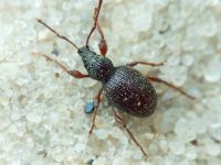 Otiorhynchus ovatus