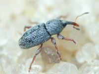 Tychius